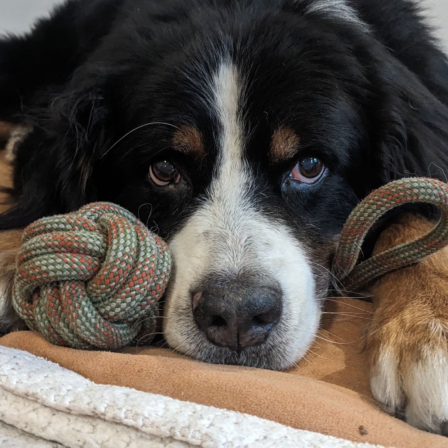 Monkey Fist Dog Toy